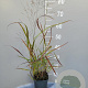 Panicum virgatum 'Shenandoah' GM 2,0L