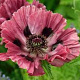 Papaver 'Manhattan' GM P9