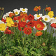 Papaver nud. Pop-up Mix GM P9
