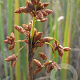 Schoenoplectus tabernaemontani GM P9