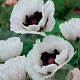 Papaver or. 'Royal Wedding' GM P9