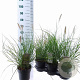 Pennisetum alopecuroides 25-30 cm 3,0L