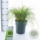 Pennisetum alopecuroides 30-40 cm 6,5L
