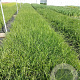 Pennisetum alopecuroides GM 2,0L