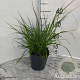 Pennisetum alopecuroides GM 2,0L