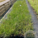Pennisetum alopecuroides GM 2,0L