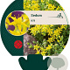 Sedum acre GM P9