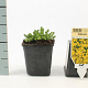Sedum acre GM P9