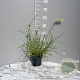 Pennisetum villosum GM 2,0L