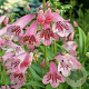 Penstemon 'Hidcote Pink' GM P9
