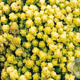 Sedum acre 'Yellow Queen' GM P9