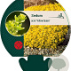 Sedum acre 'Yellow Queen' GM P9