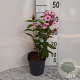 Phlox (P) 'Bright Eyes' GM 2,0L