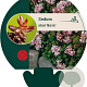 Sedum album 'Murale' GM P9