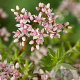 Sedum album 'Murale' GM P9