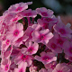 Phlox (P) Miss Pepper GM P9