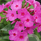 Phlox (P) Pink Flame GM P9