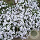 Phlox subulata 'Bavaria' GM P9