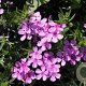 Phlox (S) 'Zwergenteppich' GM P9