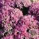 Sedum 'Carl' GM P9