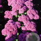 Sedum 'Carl' GM P9