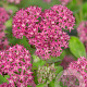 Sedum 'Carl' GM P9