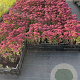Sedum 'Carl' GM P9
