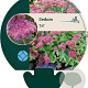 Sedum 'Carl' GM P9