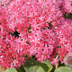Sedum 'Carl' GM P9
