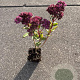 Sedum 'Carl' GM P9