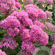 Sedum 'Carl' GM P9