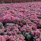 Sedum cauticola 'Lidakense' GM P9