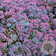 Sedum cauticola 'Lidakense' GM P9