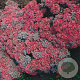 Sedum cauticola 'Lidakense' GM P9
