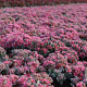 Sedum cauticola 'Lidakense' GM P9