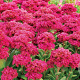 Sedum 'Class Act' GM P9