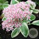 Sedum 'Frosty Morn' GM P9