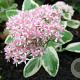 Sedum 'Frosty Morn' GM P9