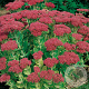 Sedum 'Herbstfreude' GM P9
