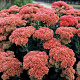 Sedum 'Herbstfreude' GM P9