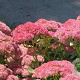 Sedum 'Herbstfreude' GM P9