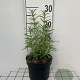 Rosmarinus officinalis GM 2,0L