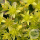 Sedum hybridum 'Immergrünchen' GM P9