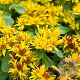 Sedum kamtschaticum GM P9