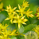 Sedum kamtschaticum GM P9