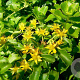 Sedum kamtschaticum GM P9