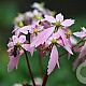 Saxifraga 'Sibyll Trelawney' GM P9