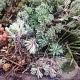 Sedum lydium GM P9