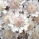 Scabiosa Kudo White GM P9