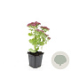 Sedum 'Herbstfreude' GM P9